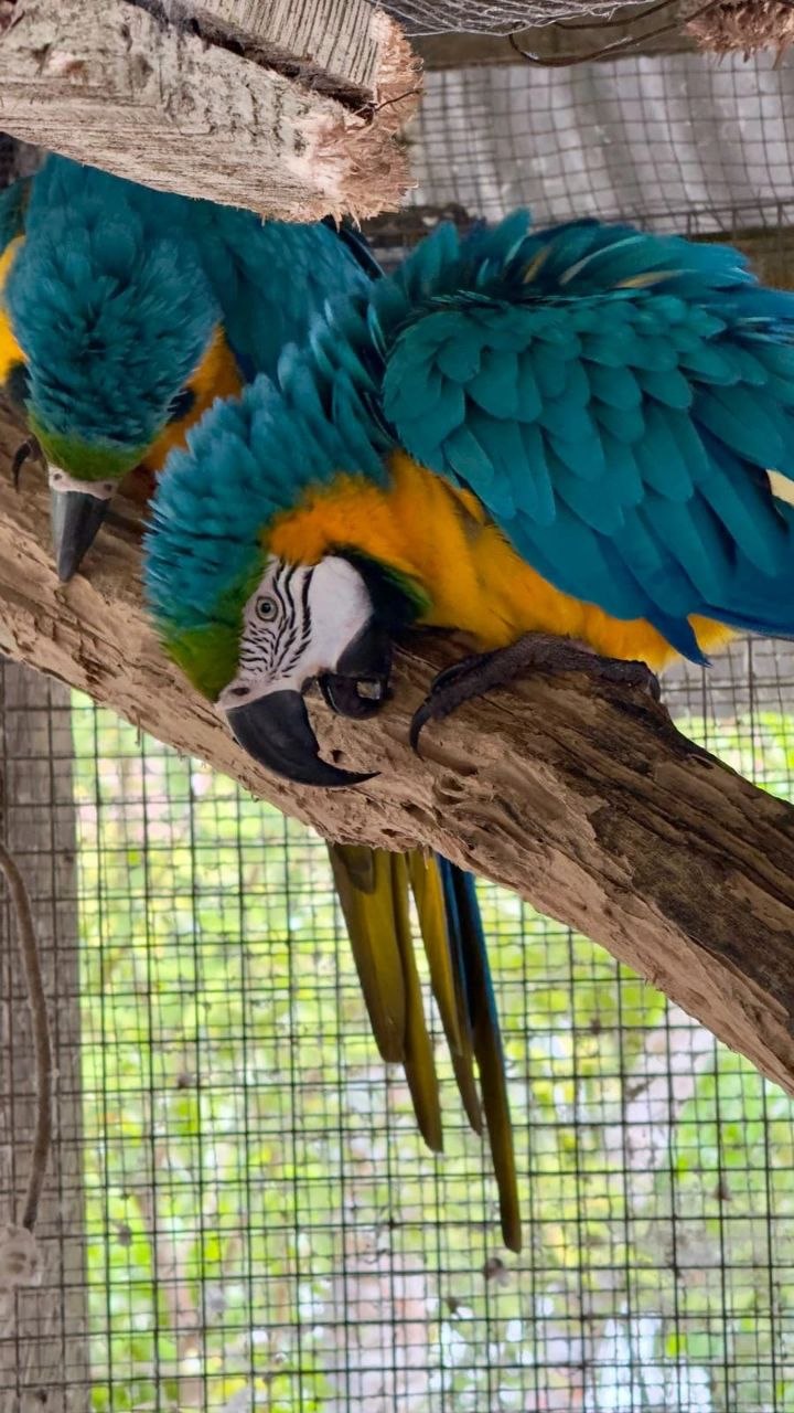 Amazonia de Iquitos